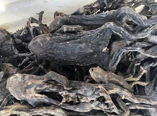 蟾蜍价格多少钱一斤