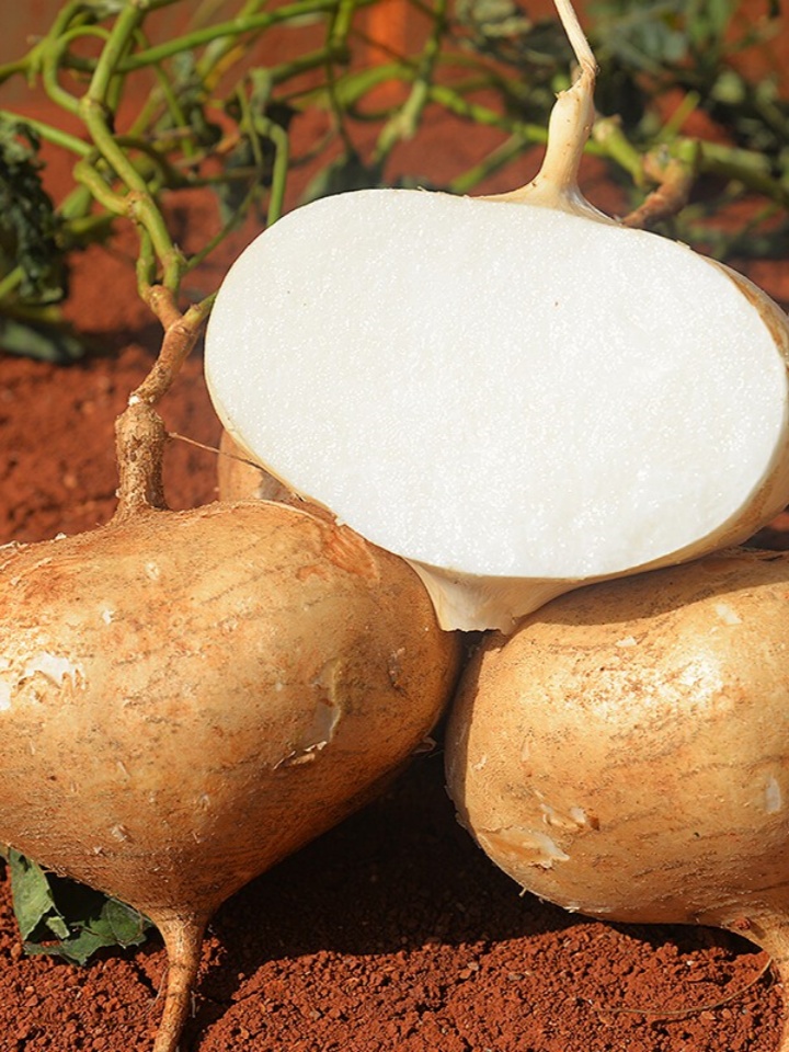 凉薯的做法大全