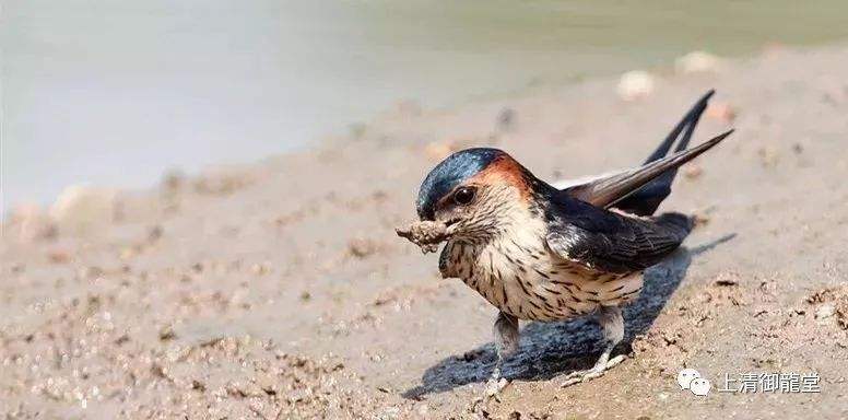 筑巢网络解释是什么