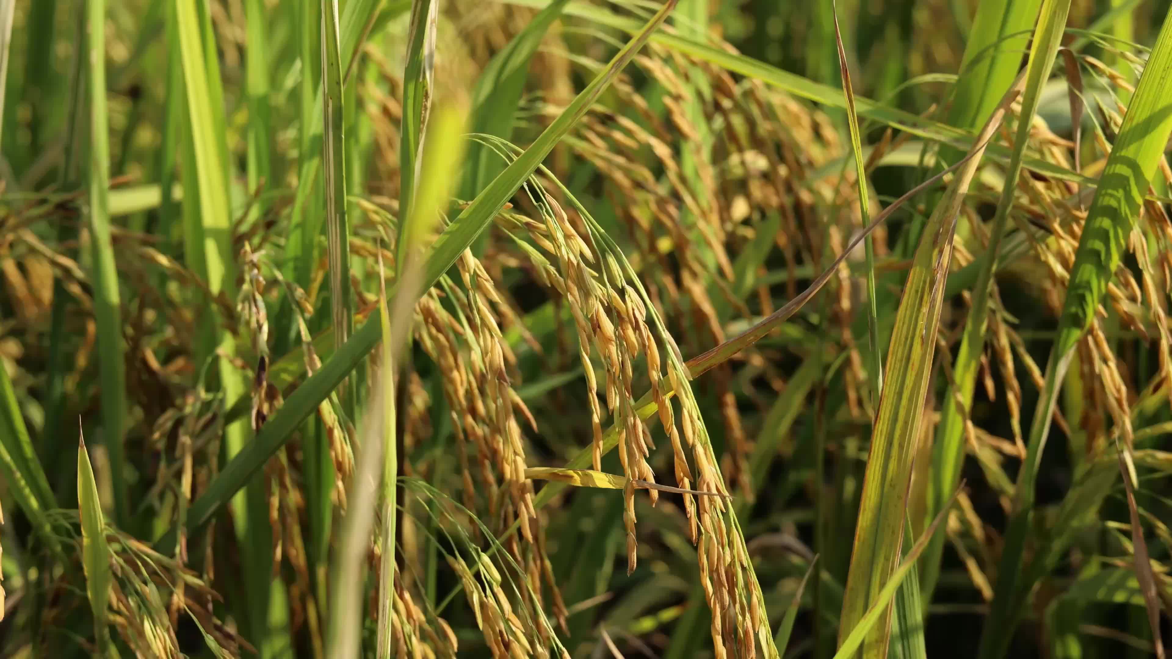 梦见稻谷熟了一片金黄