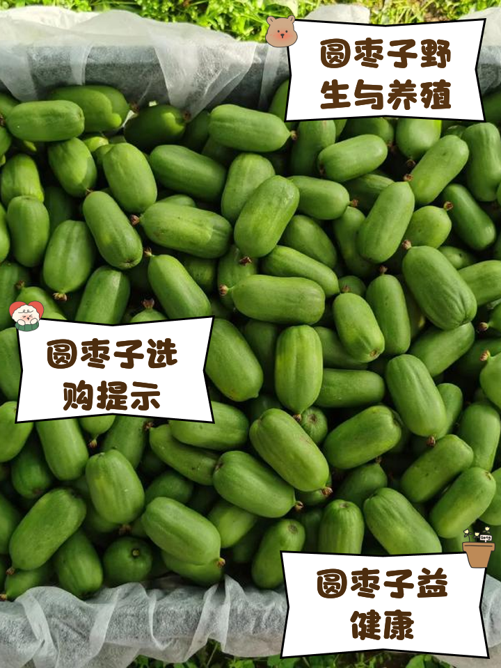 圆枣子的功效与作用