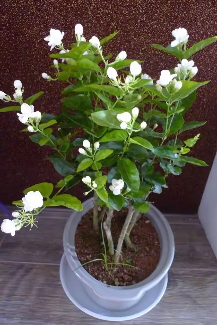 歌曲好一朵美丽的茉莉花歌词