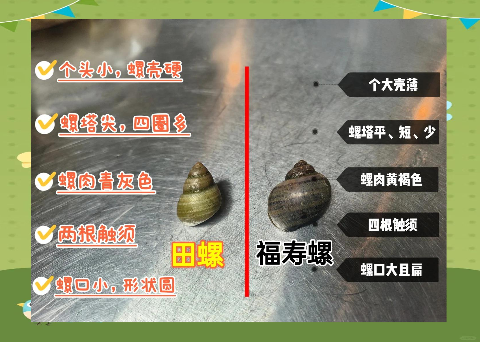 田螺哪个部位不能吃