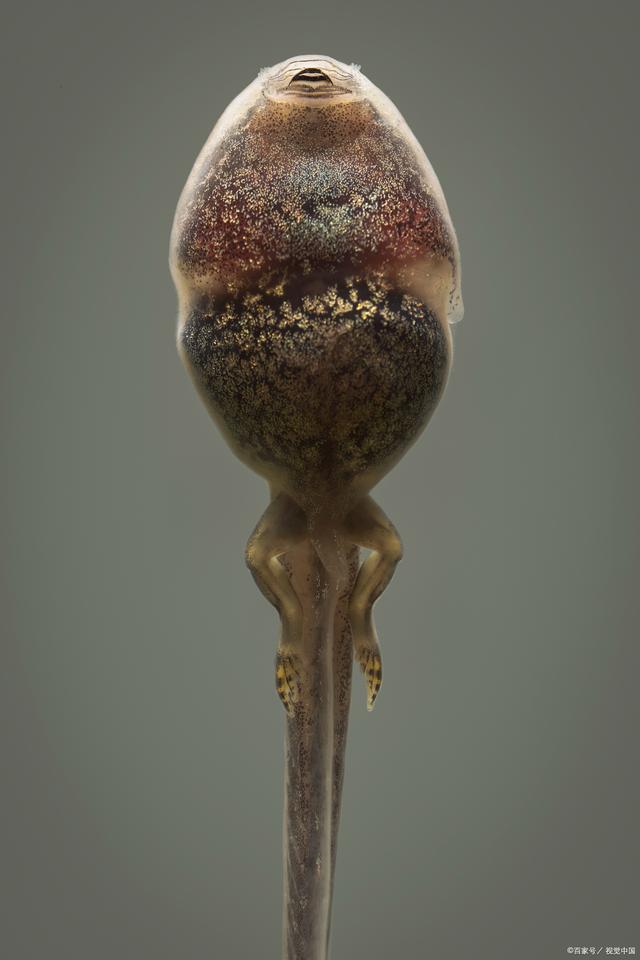 蝌蚪是用什么呼吸