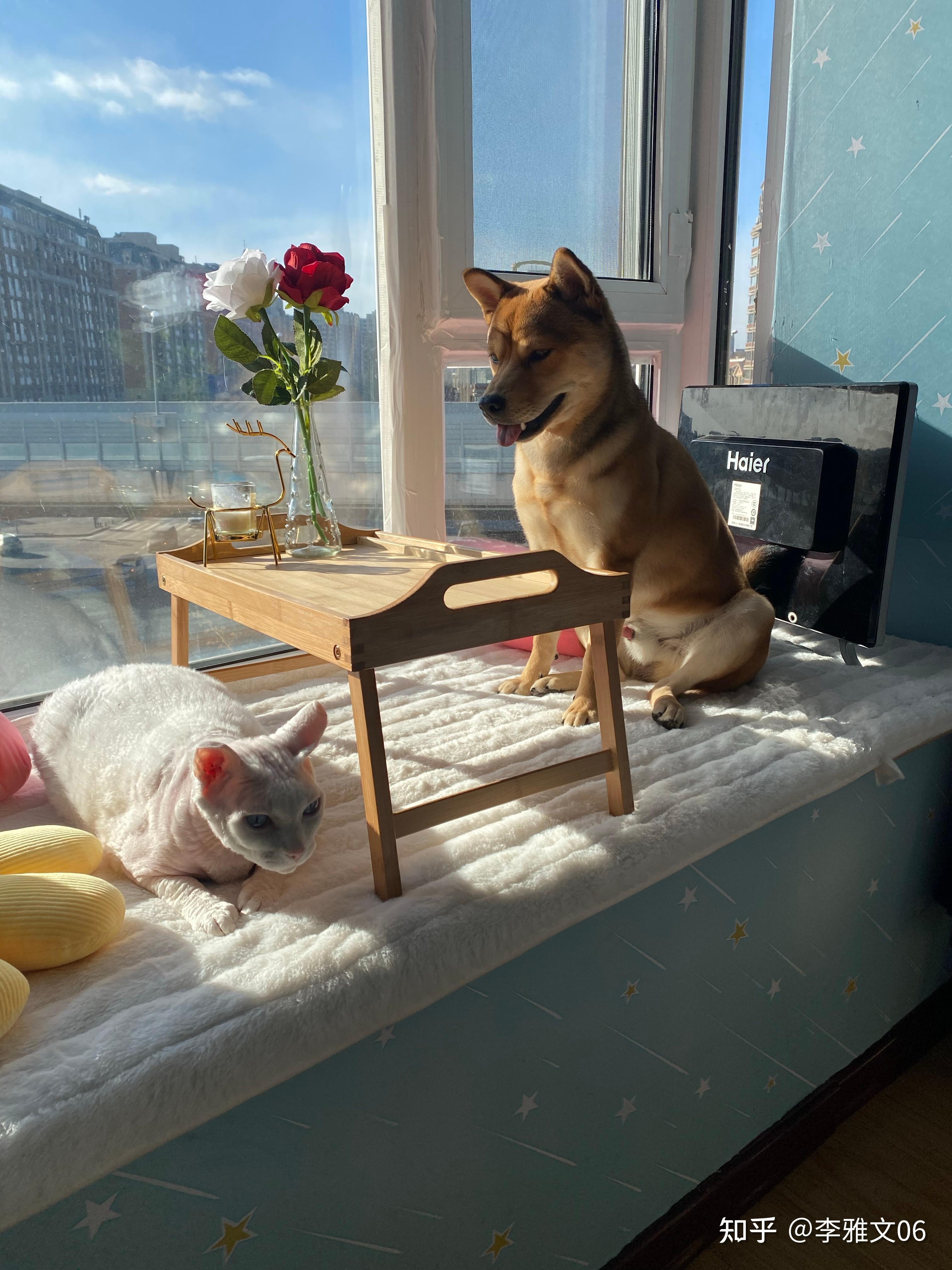 手机怎么养宠物