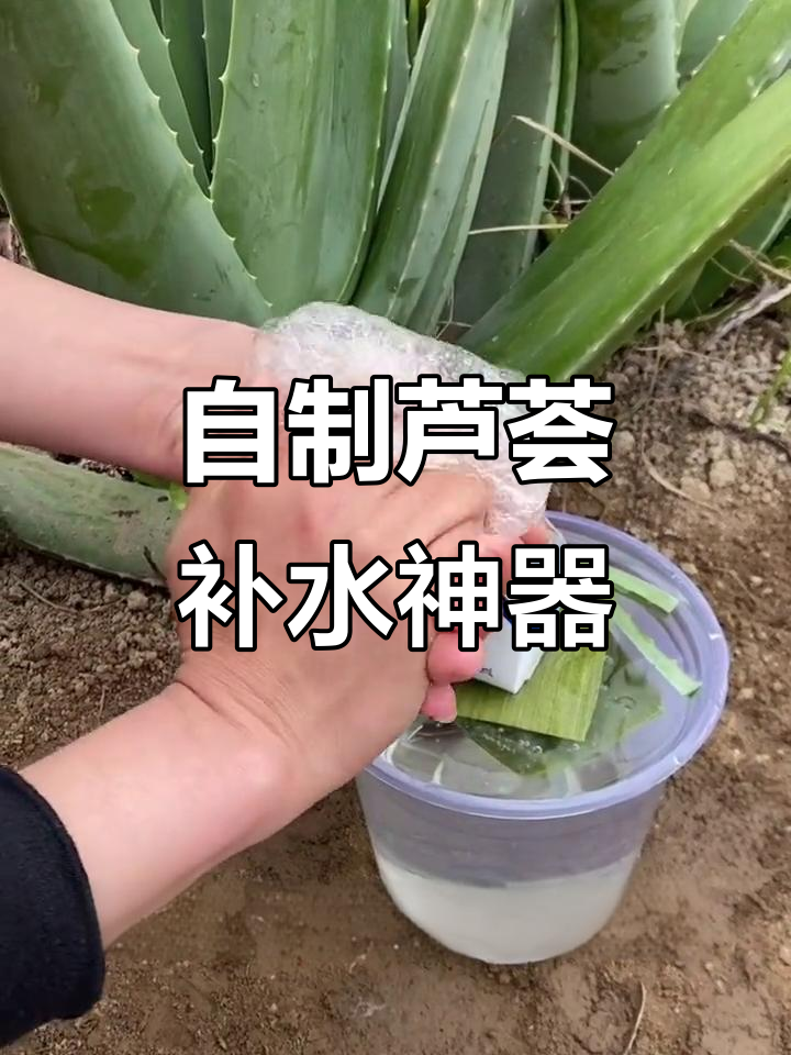 新鲜芦荟的正确用法