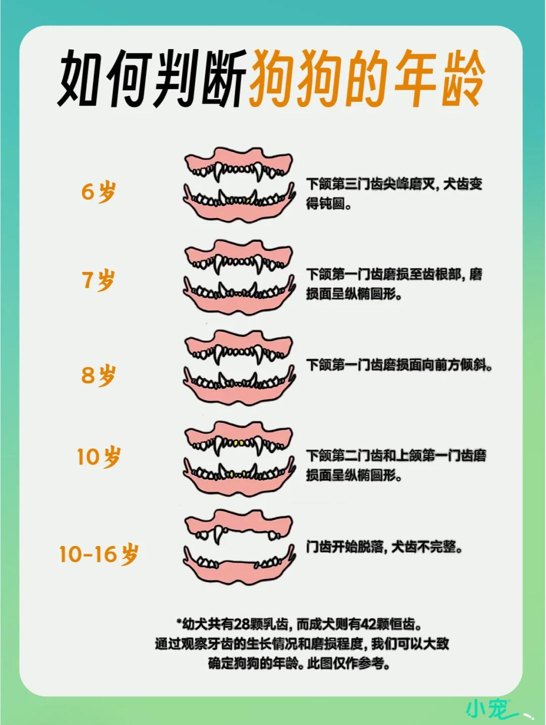 狗一年相当于几岁