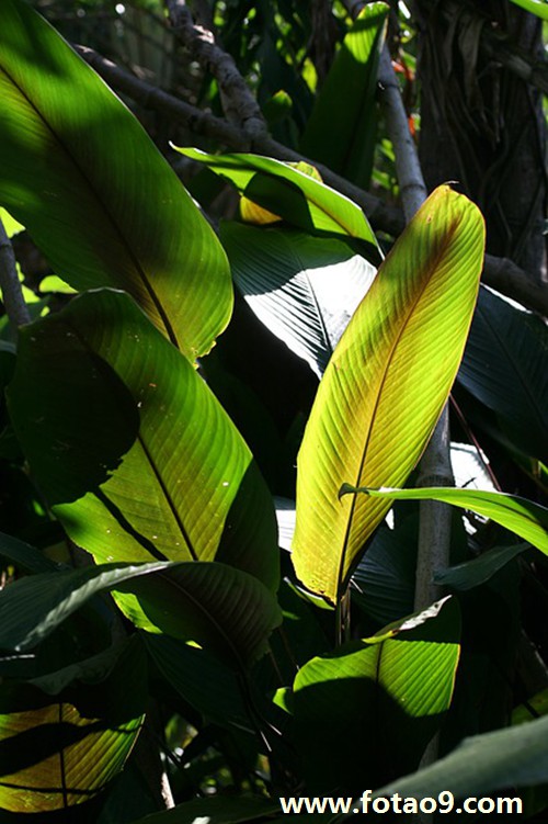 梦见挖红薯周公解梦