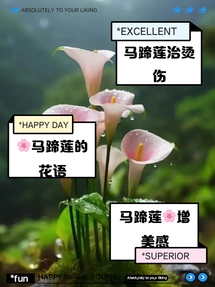 马蹄莲花语寓意是什么