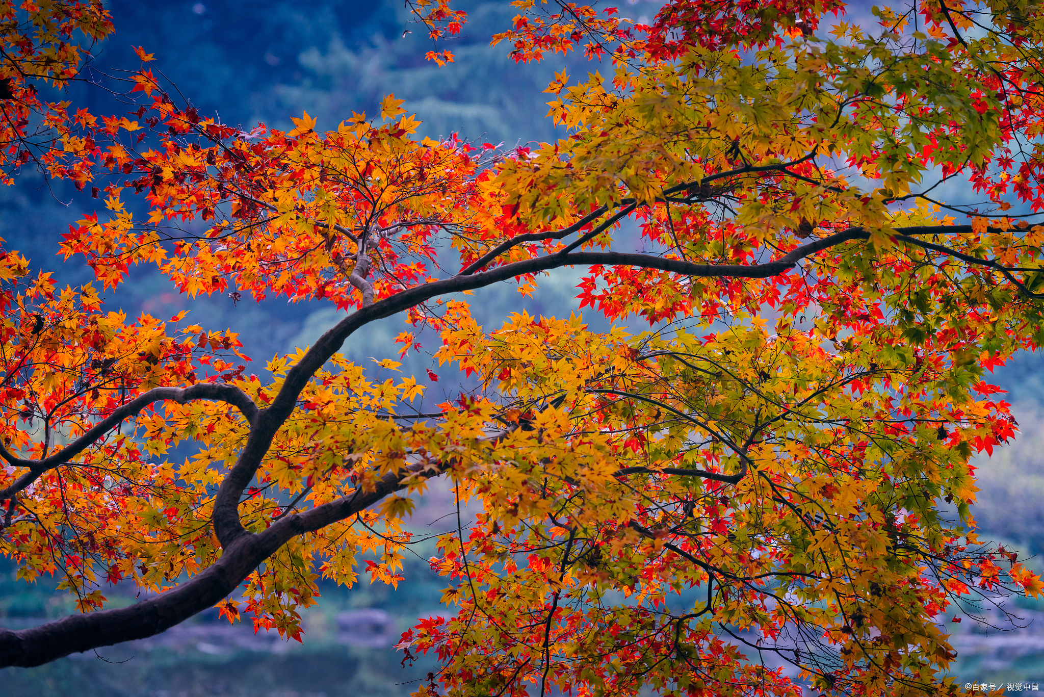 红叶似火的意思是什么