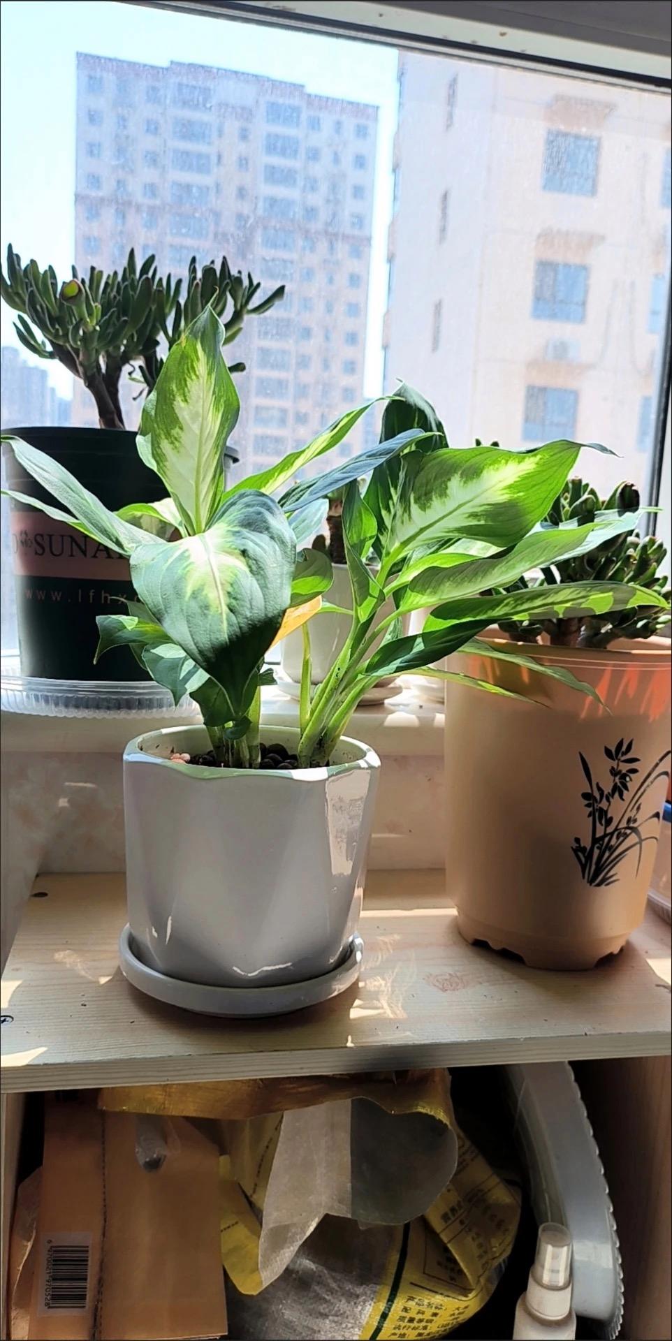 大叶万年青的养殖方法和注意事项