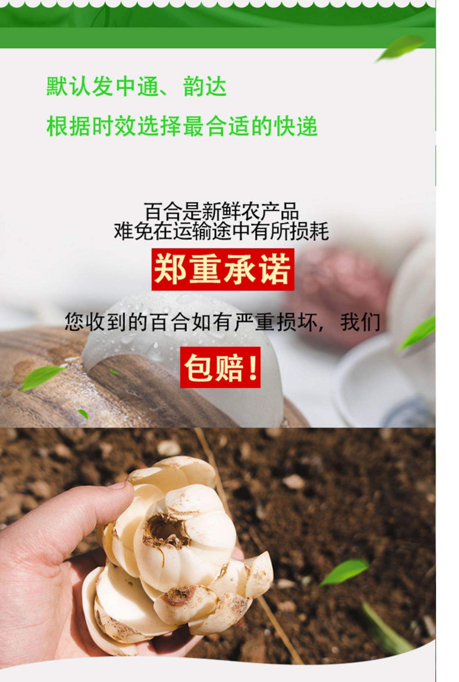 新鲜百合存放有哪些方法