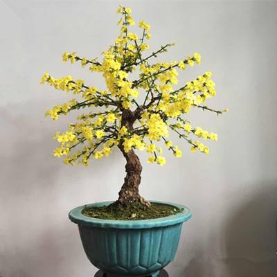 8个步骤打造超好看的迎春花盆景