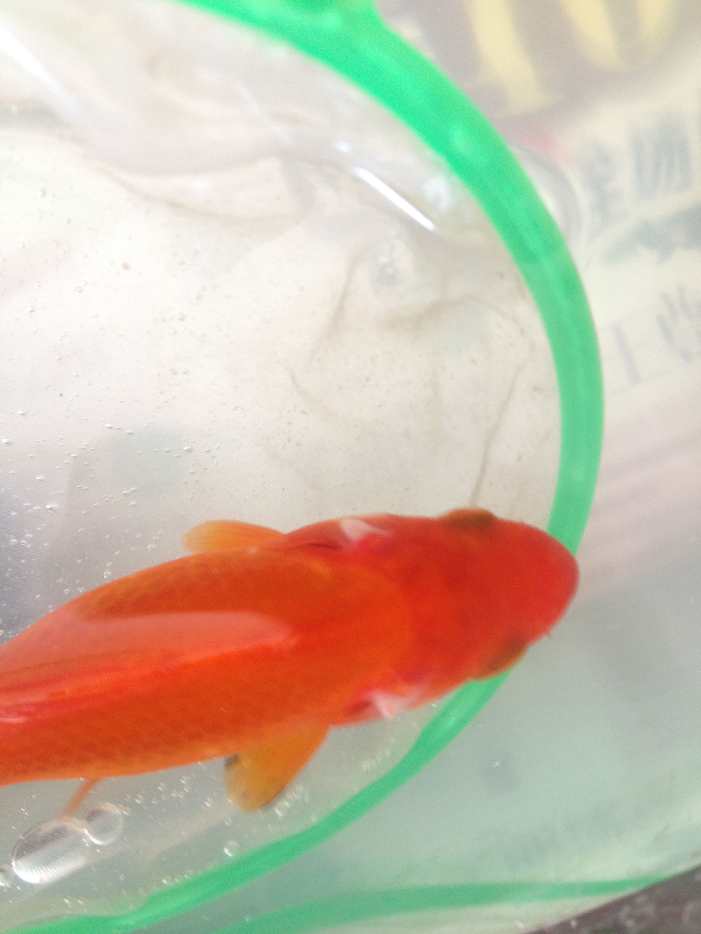 鱼鳃里面白色像弹簧能吃吗