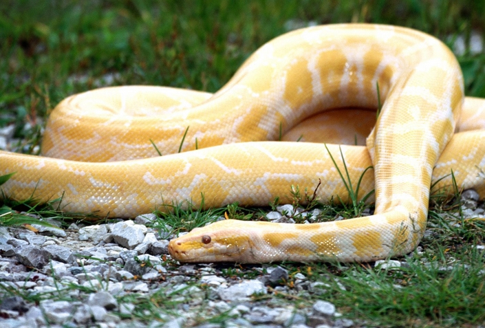 梦见被蛇咬屁股是什么预兆