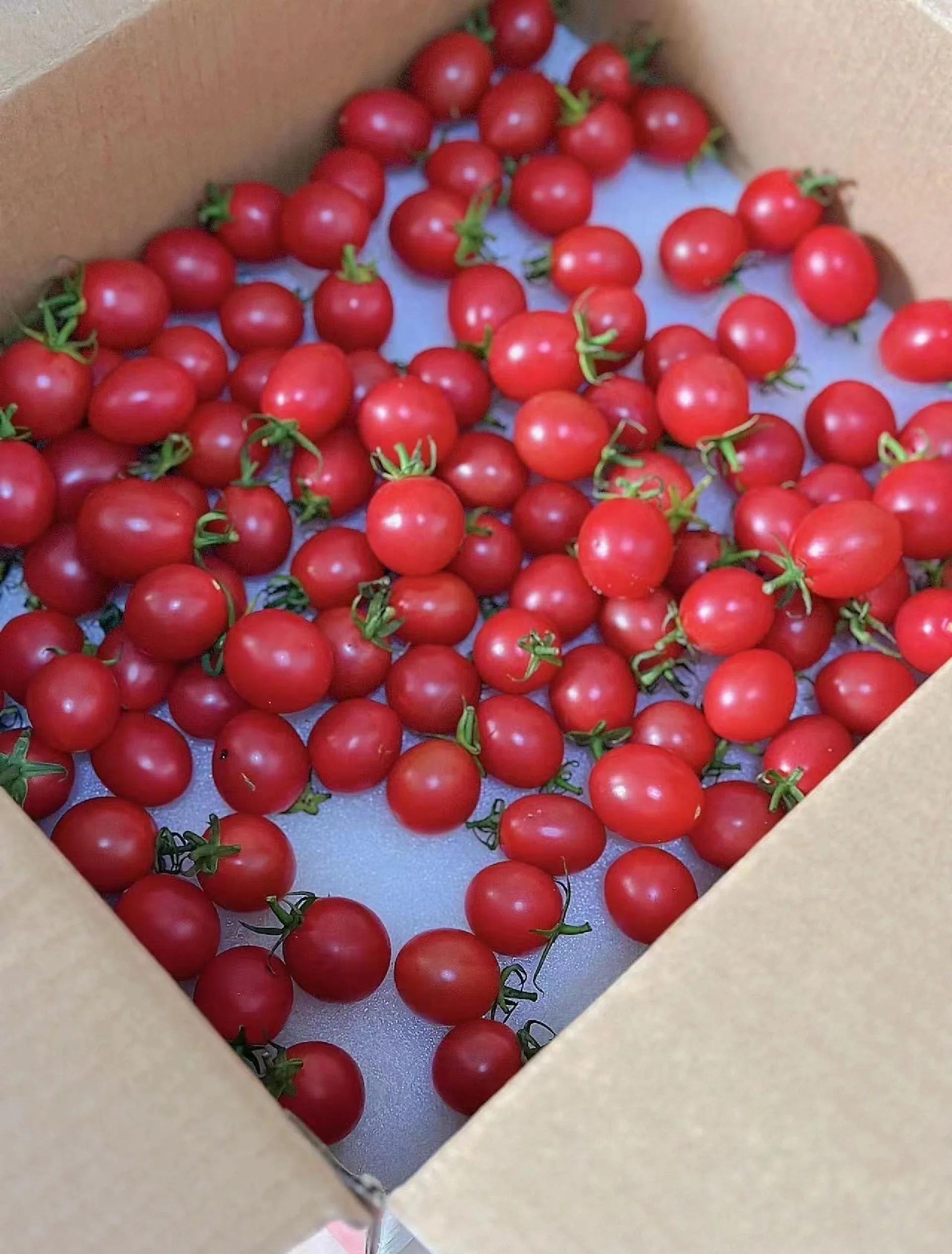 孕妇可以吃吗千禧果是转基因的吗